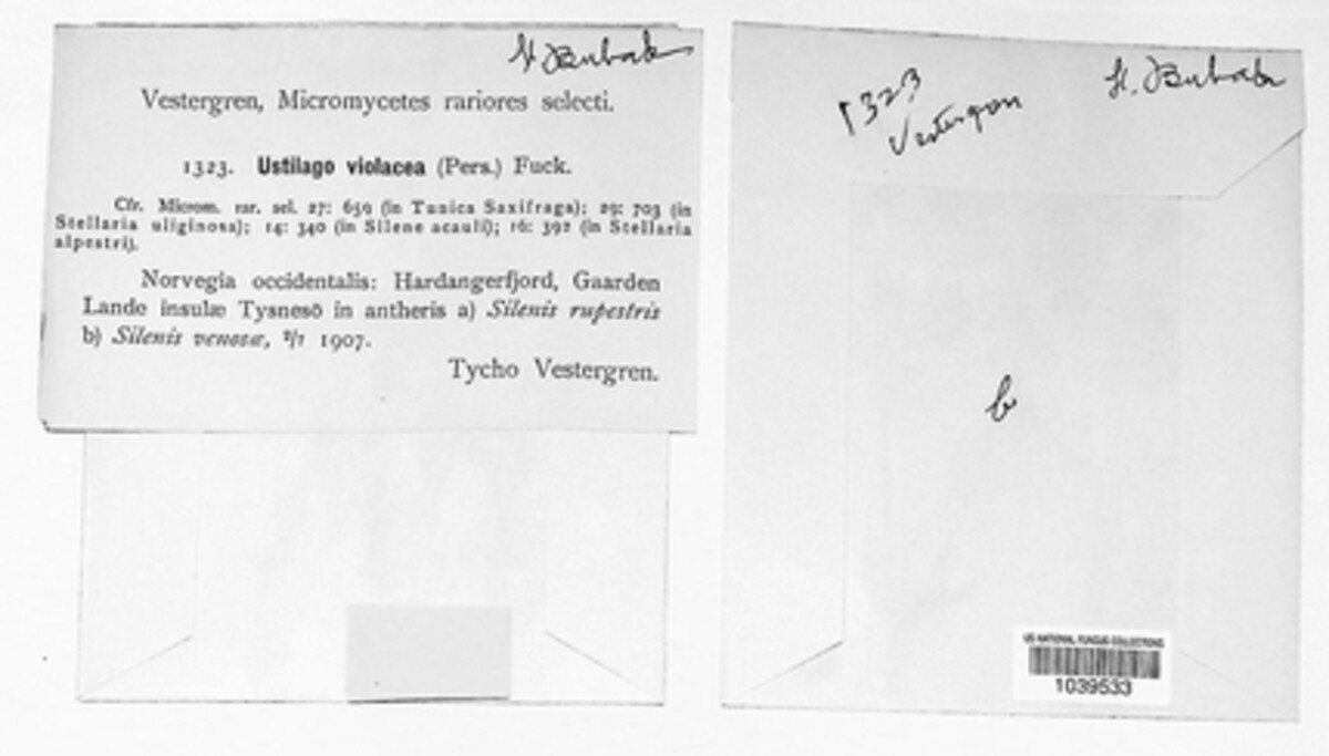 Microbotryum violaceum image